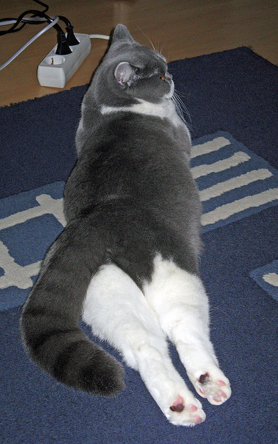 灰熊爪下天津，孙铭徽独舞奏凯歌