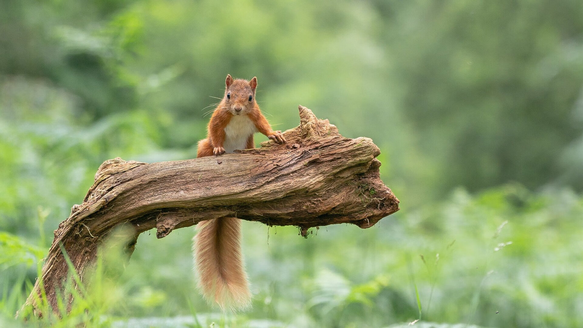 破浪伊比利亚，神兵布雷默助皇马攻克葡萄牙堡垒