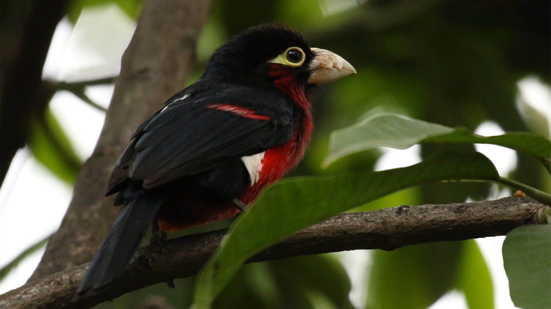 夜神降世，意甲焦点战之夜，乔治单骑彻底打爆防线