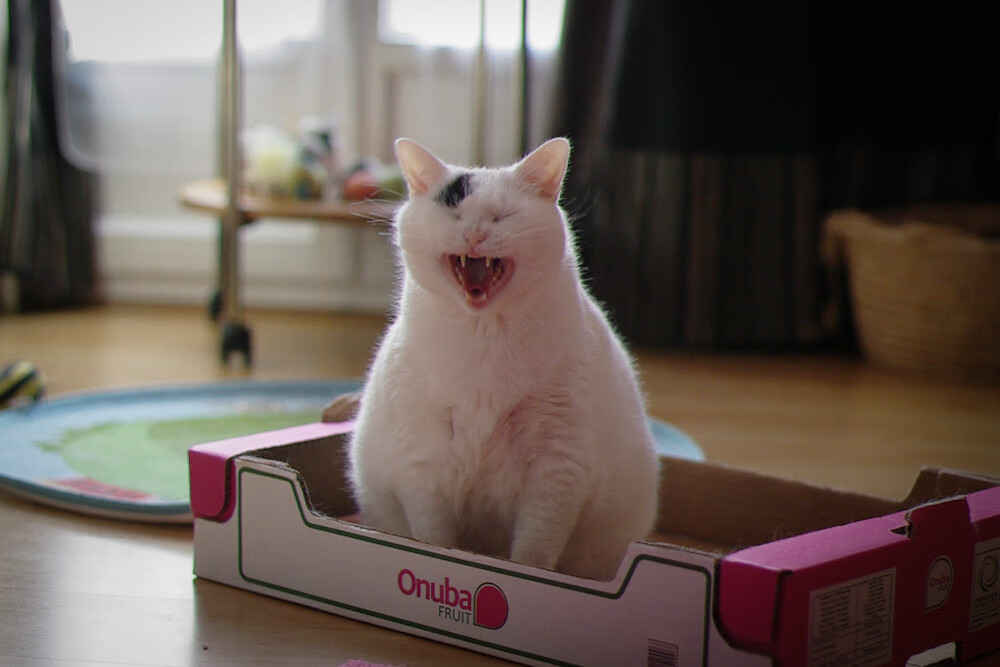 跨界唯一性，从火箭血拼太阳到2026世界杯—马克西如何定义体育传奇