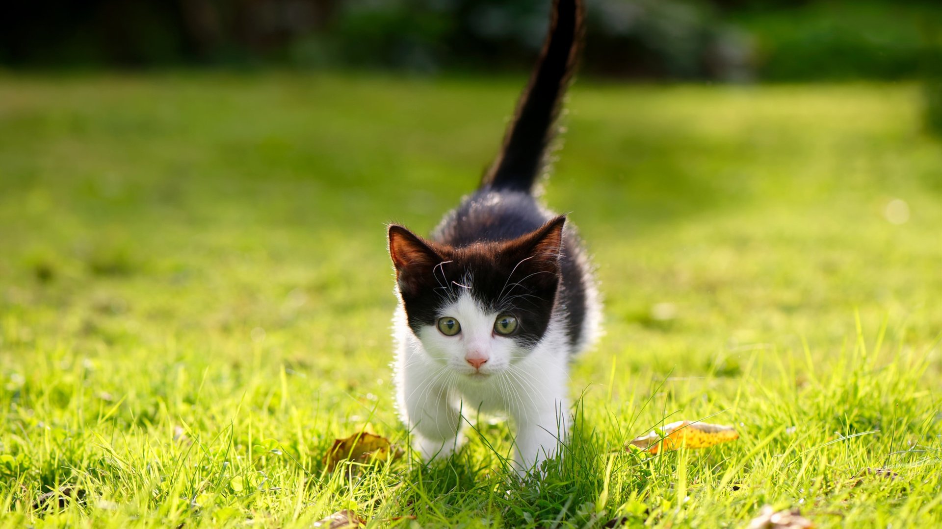 意甲焦点战之夜，马克西，那个在战争迷雾中移动的战略支点