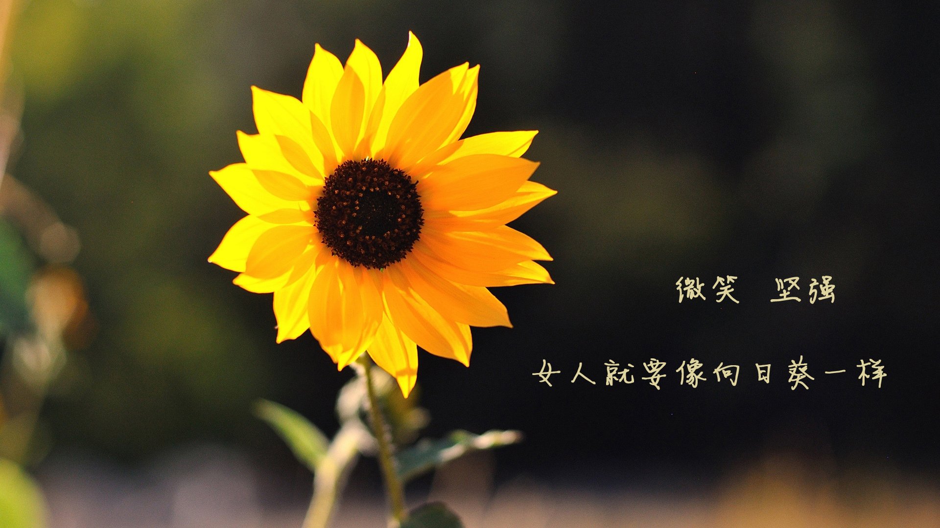 巨人阵前孤胆鸣，米切尔以铁血姿态重定义硬仗之王