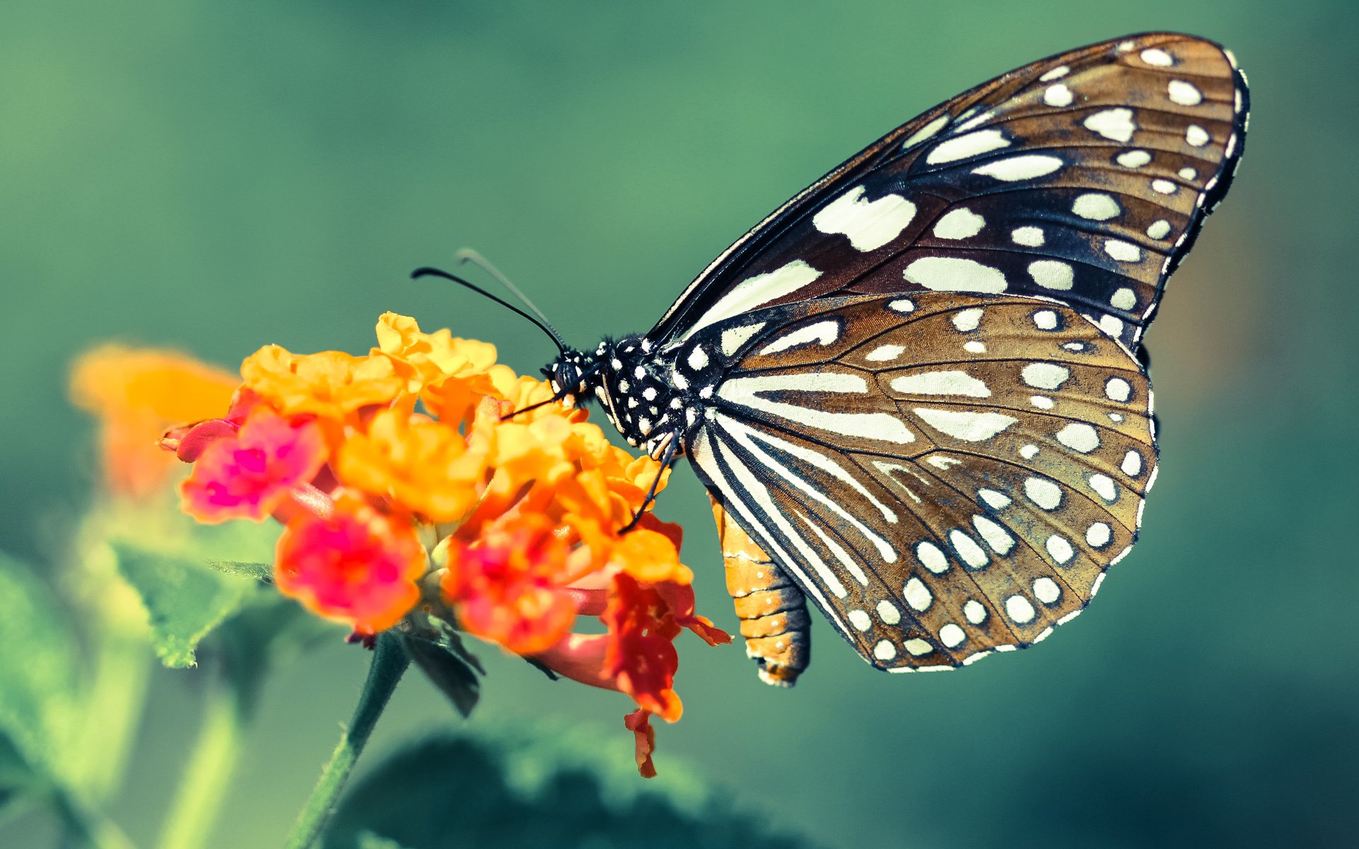 1.破冰者诞生！阿劳霍一锤定音刷新历史，加拿大终结冰岛神话