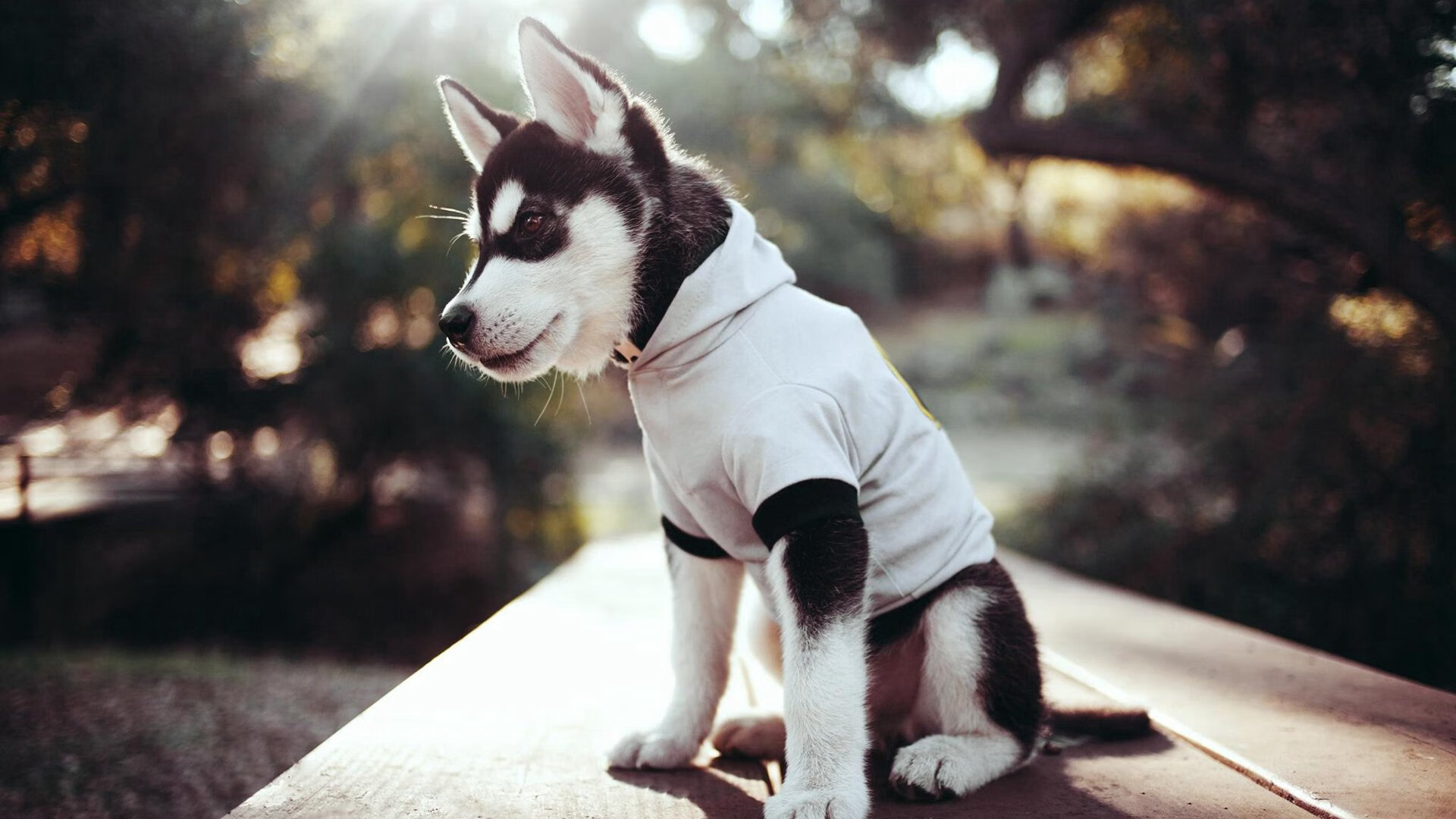 马克西41分击溃活塞，挥别戈贝尔的爵士，迎来真正新王