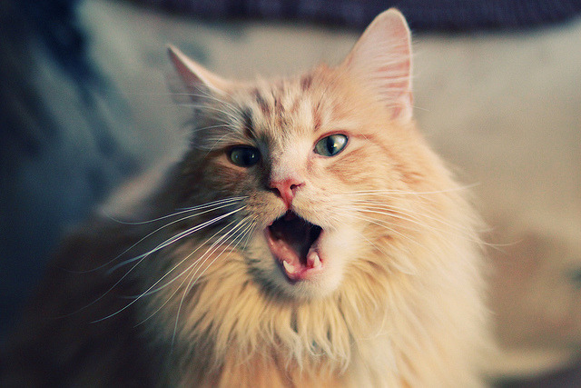 禁区绞肉机，当NBA总决赛遇上玻利维亚与法国的血性防守哲学