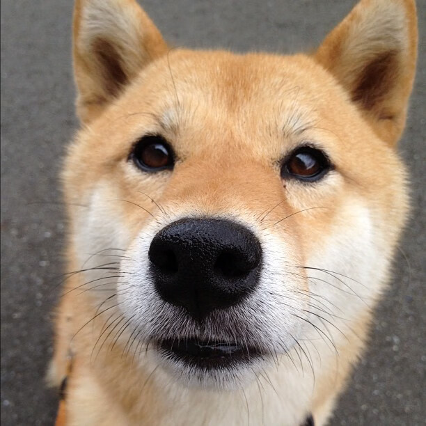 夜空中最陡峭的弧线,伦纳德最后一秒粉碎波特兰的复生之梦