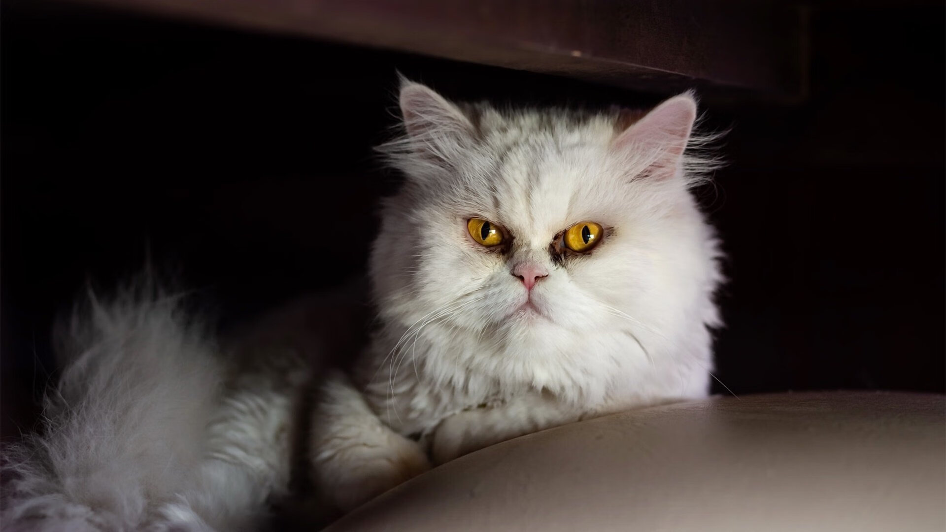 被修正的体育史,当马里拿下拜仁后,卡马文加在NBA总决赛接管比赛