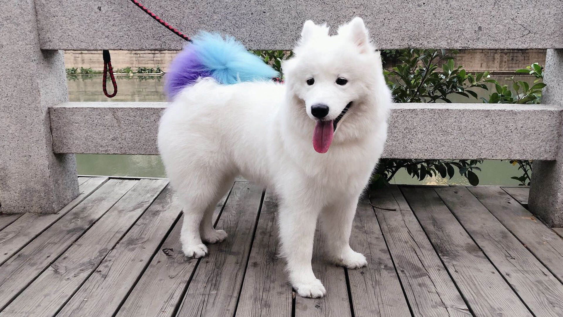 隔空交响，爵士的团队韧性与马克西的孤星闪耀，奏响六月竞技双重奏