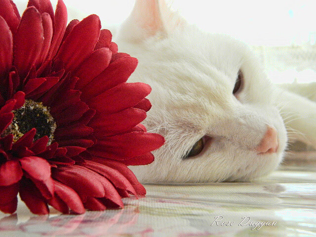 魔术师撕裂夜幕!马克西终场制胜一击强压广厦