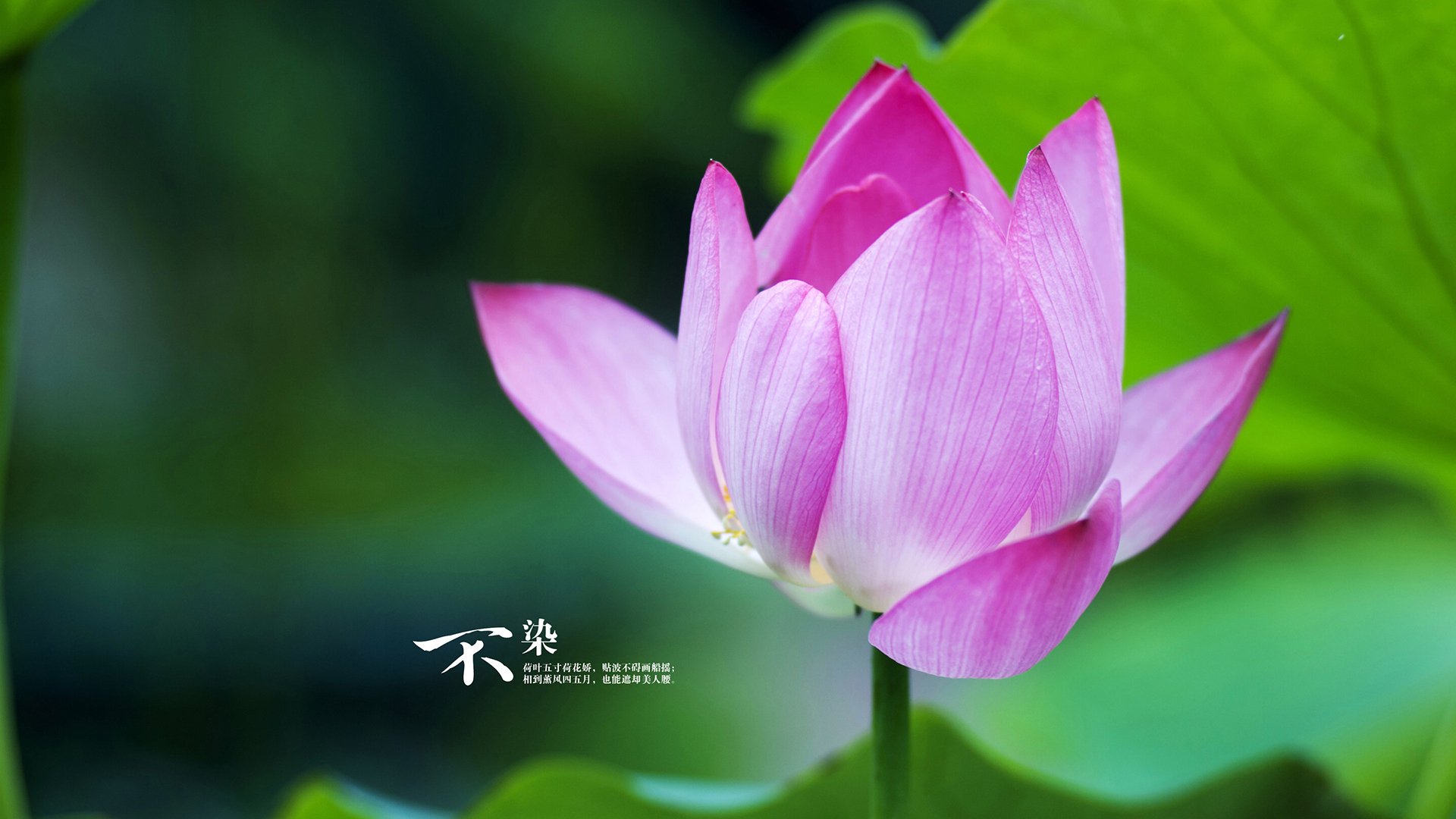 超级卫星的轨道，当孙兴慜点燃个人宇宙，莱比锡红牛校准体系罗盘