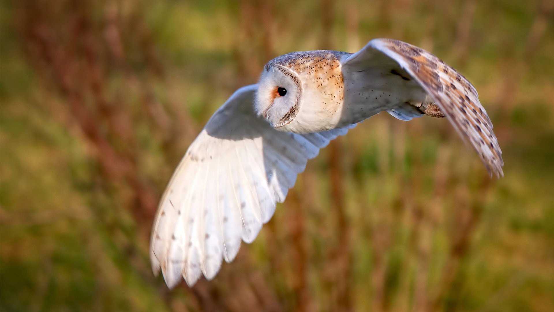 补时利刃出鞘！门迪一剑封喉，皇家社会绝境斩希腊