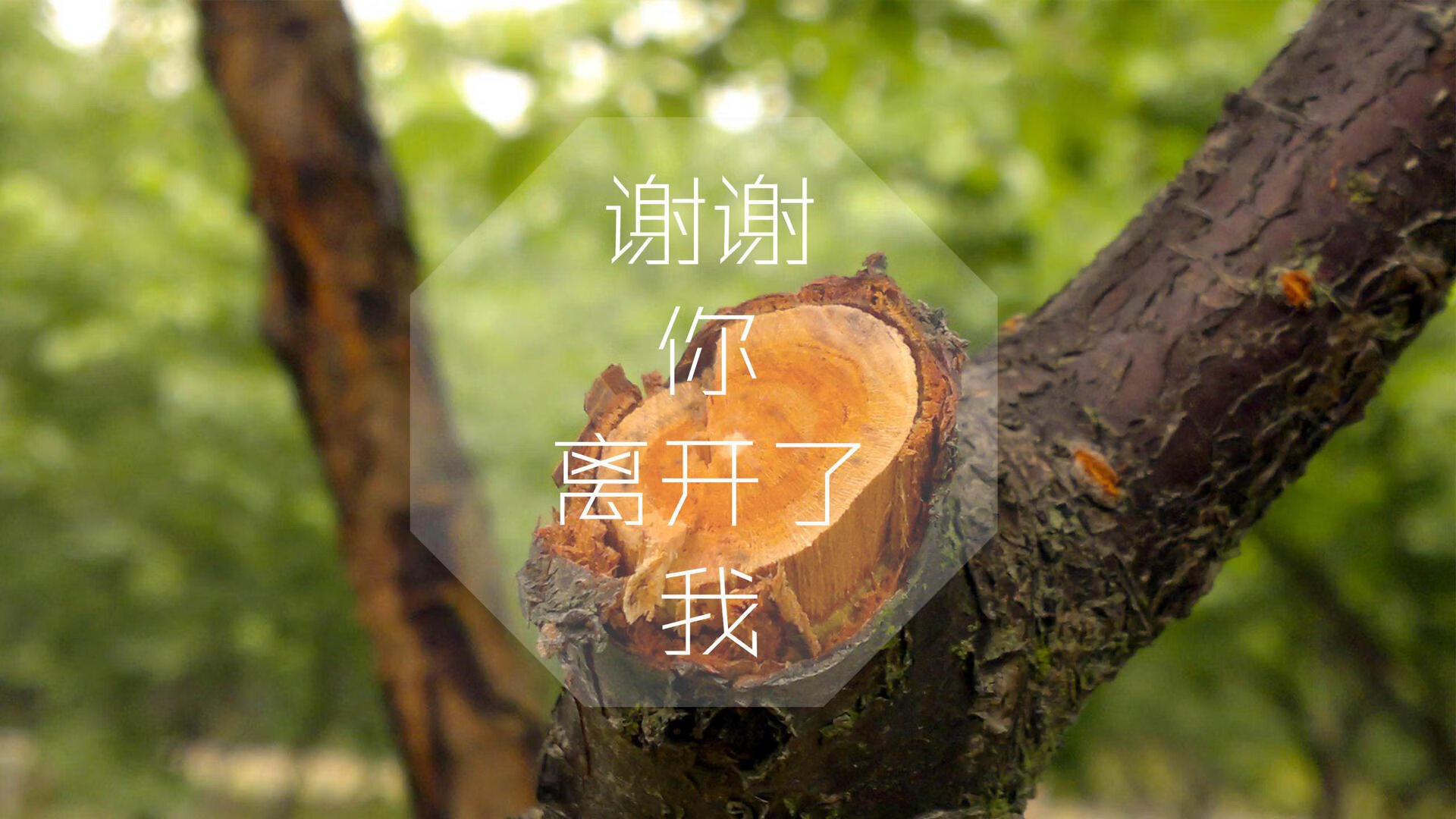 冰与火的对决,捷克钢铁战车碾压丹麦童话,萨卡独自闪耀成世界杯唯一记忆